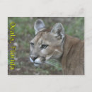 Buscar panther postales Florida
