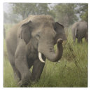 Buscar elefante indio azulejos Parque nacional