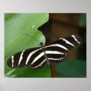 Buscar lepidópteros posters Animales