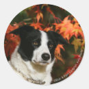 Buscar border collie pegatinas Red de área fronteriza
