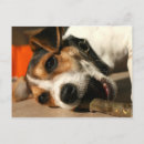 Buscar palillos postales Perro