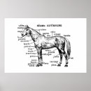 Buscar anatomía del caballo arte Caballos