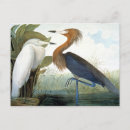 Buscar john james audubon postales Julius bien