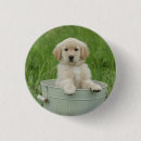 Buscar golden retriever pins Cachorro