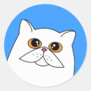 Buscar gato persa blanco pegatinas Adorable