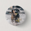 Buscar perro de agua chapas Lindo