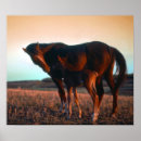Buscar yegua posters Naturaleza