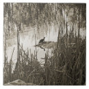 Buscar especie azulejos Vida silvestre
