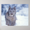 Buscar lince posters Fauna