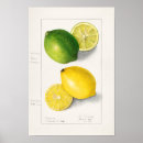 Buscar de cocinar posters Cocinero