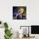 Buscar currucas posters Naturaleza