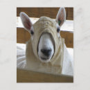 Buscar encapuchado postales Animales