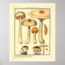 Buscar botánico francés posters Antiguo