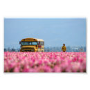 Buscar tulipanes amarillos posters Rosa