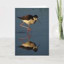 Buscar pájaros negros tarjetas Naturaleza