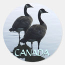 Buscar gansos canadienses pegatinas Vida silvestre