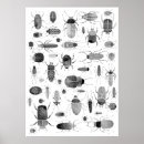 Buscar entomología posters Escarabajo