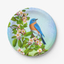 Buscar bluebird Fauna