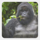 Buscar dorso postales Especie