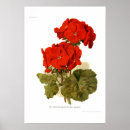 Buscar pelargonium Geranium
