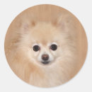 Buscar pomeranian pegatinas Amante del perro
