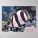 Buscar banal posters Mariposa