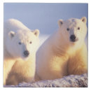 Buscar tundra azulejos Alaska