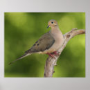 Buscar luto posters Pájaro