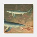 Buscar shark imanes Tiburones