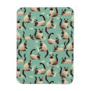 Buscar gatos siameses imanes Gatitos