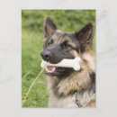 Buscar huesos de perro postales Animal