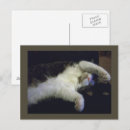 Buscar chillin postales Gatos