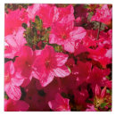 Buscar azalea azulejos Flores