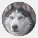 Buscar husky siberiano pegatinas Amante silencioso