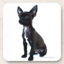 Buscar chihuahua posavasos Fotografía