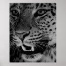 Buscar tigre blanco y negro posters León