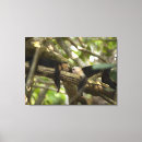 Buscar monos lienzos Fauna
