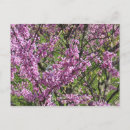 Buscar redbud postales Rojo
