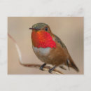 Buscar grosero fotografía Colibrí