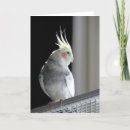 Buscar cockatiel tarjetas Pájaro