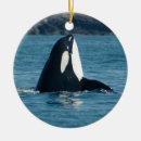 Buscar orca decoracion Delfín