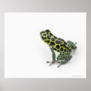 Buscar del reptil posters Conchas