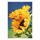 Buscar radiante posters Floral