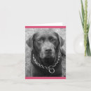 Buscar chocolate labrador tarjetas Cachorro
