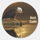 Buscar bald eagle pegatinas Águilas