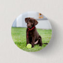 Buscar tirador chapas Perro