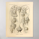 Buscar natur posters Mar
