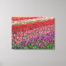 Buscar tulipanes lienzos Rojo