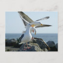 Buscar gaviotas postales Roca