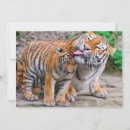 Buscar gato siberiano tarjetas Tigre